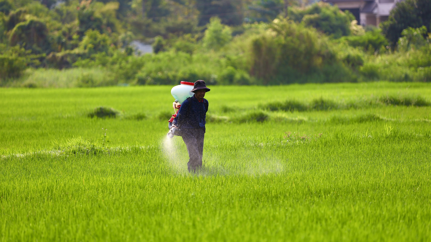 Monoethanolamine ကို စိုက်ပျိုးရေးဓာတုဗေဒပစ္စည်းများတွင် ဘာအတွက်အသုံးပြုသနည်း။